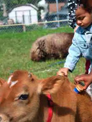 The petting zoo was a big hit with the little ones at the Harvest Festival.