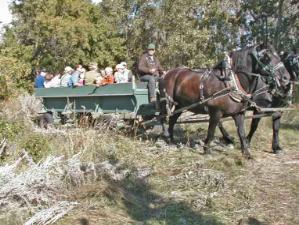 People enoyed the horse drawn wagon ride through the park at Heritage Day.